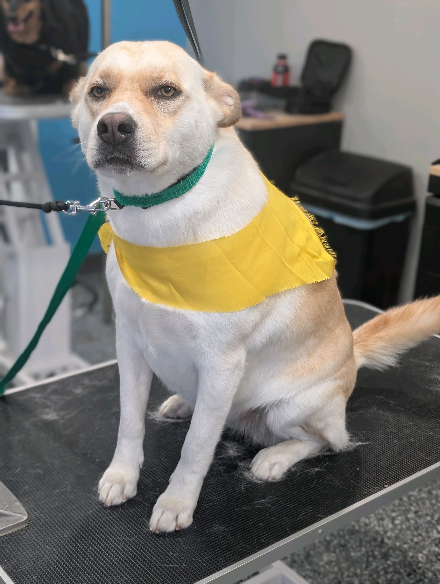 Weiner Dog - Puppy's First Groom Page