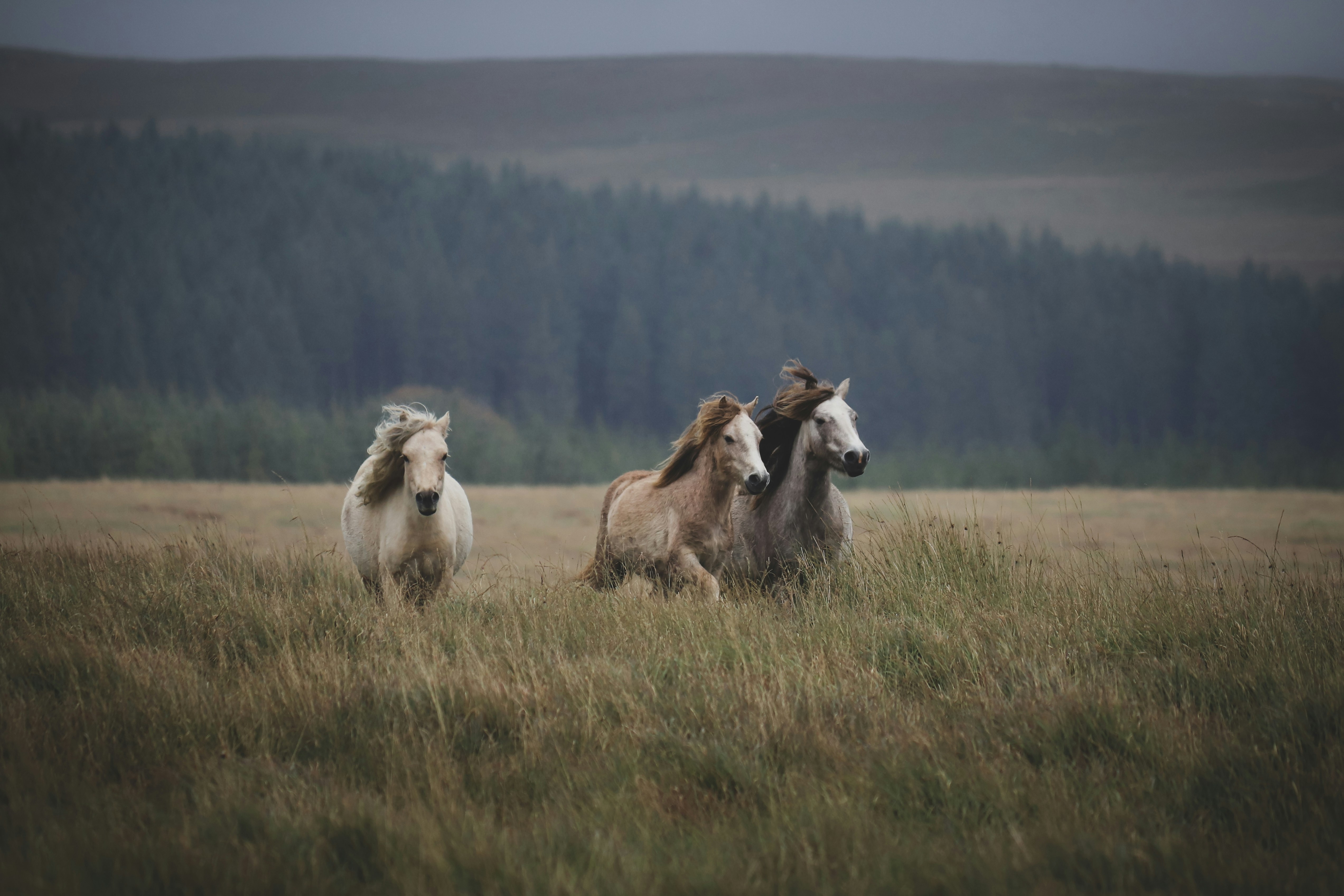 Horses