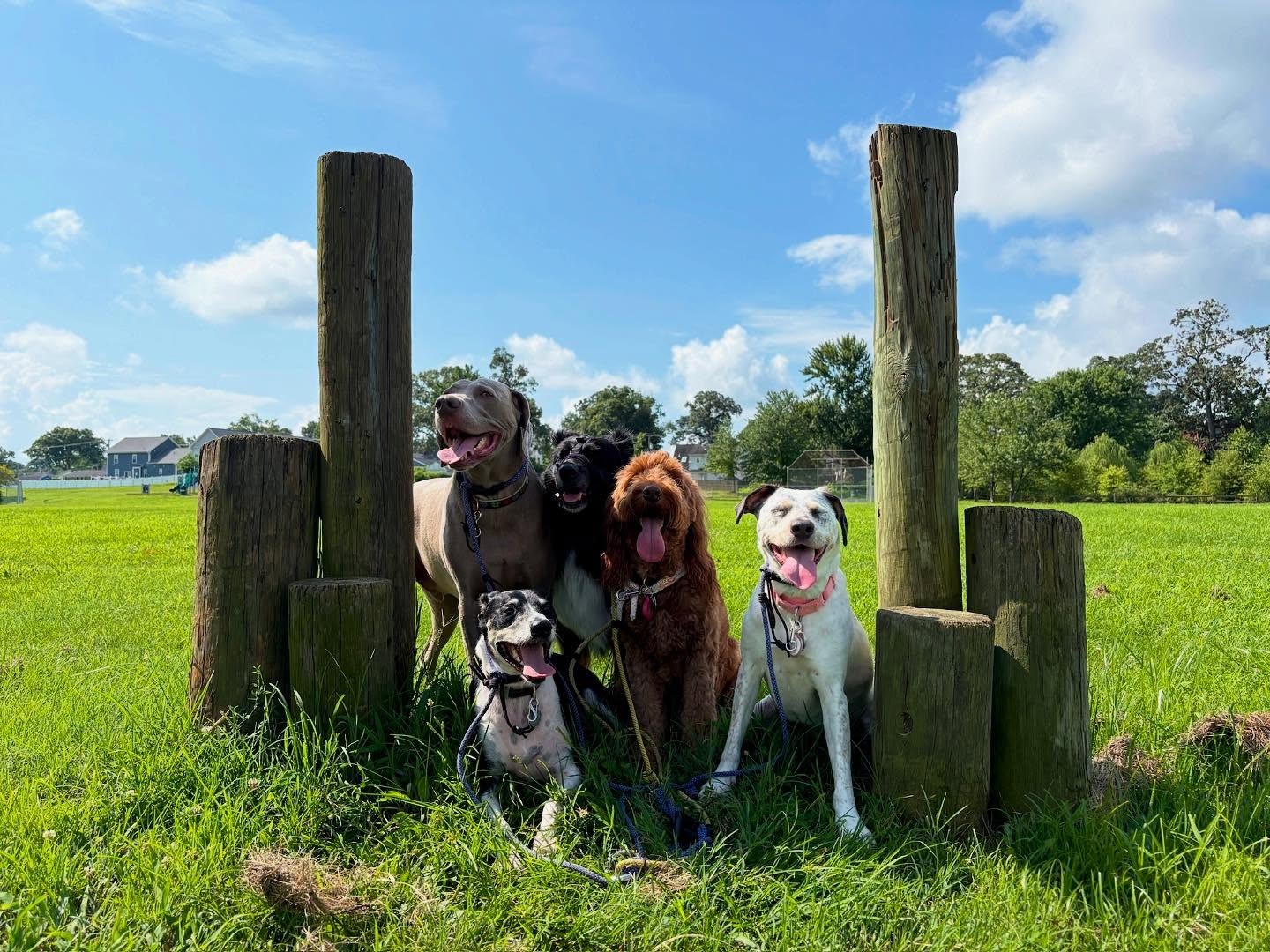 Five happy dogs posing together during a pack walk in Lake Norman, Charlotte