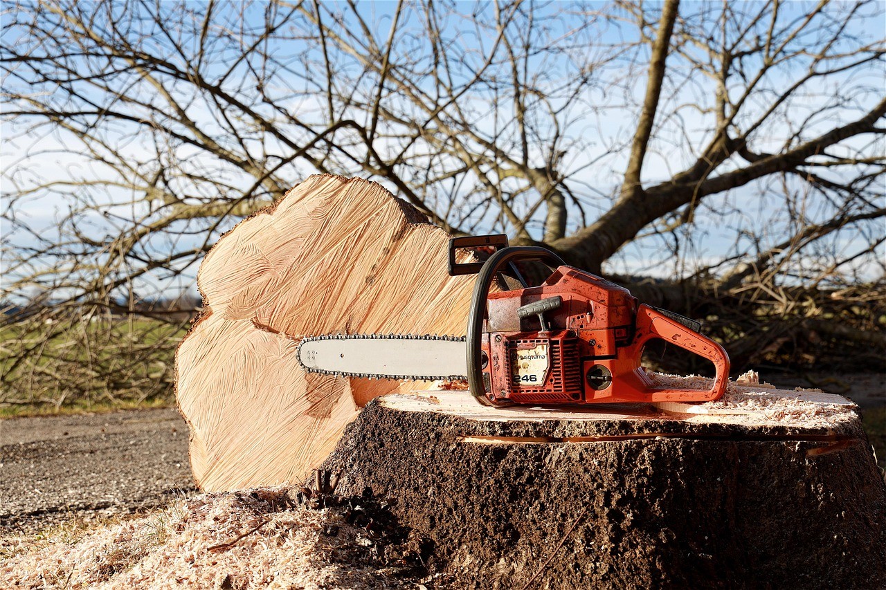 Chainsaw resting on a freshly cut tree stump with bare branches and wood chips in the background.