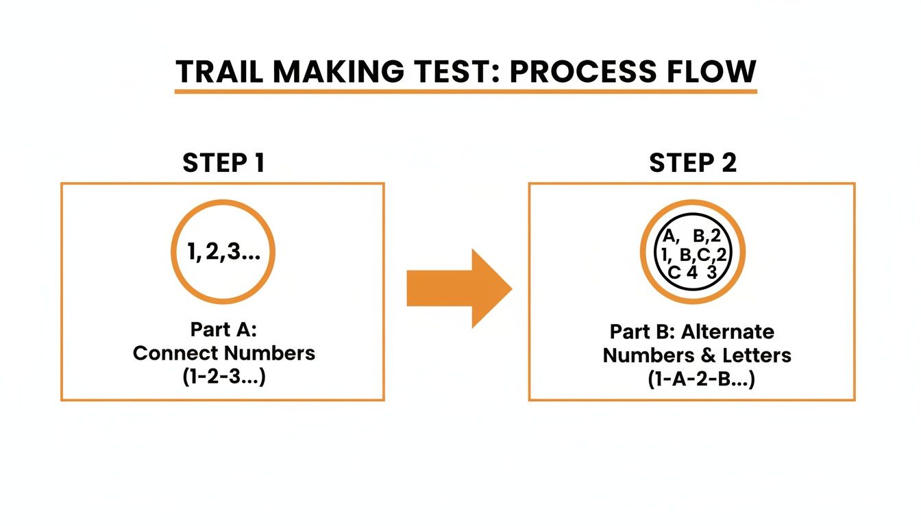 Diagram illustrating the two-step process of the Trail Making Test: connecting numbers and alternating numbers and letters.