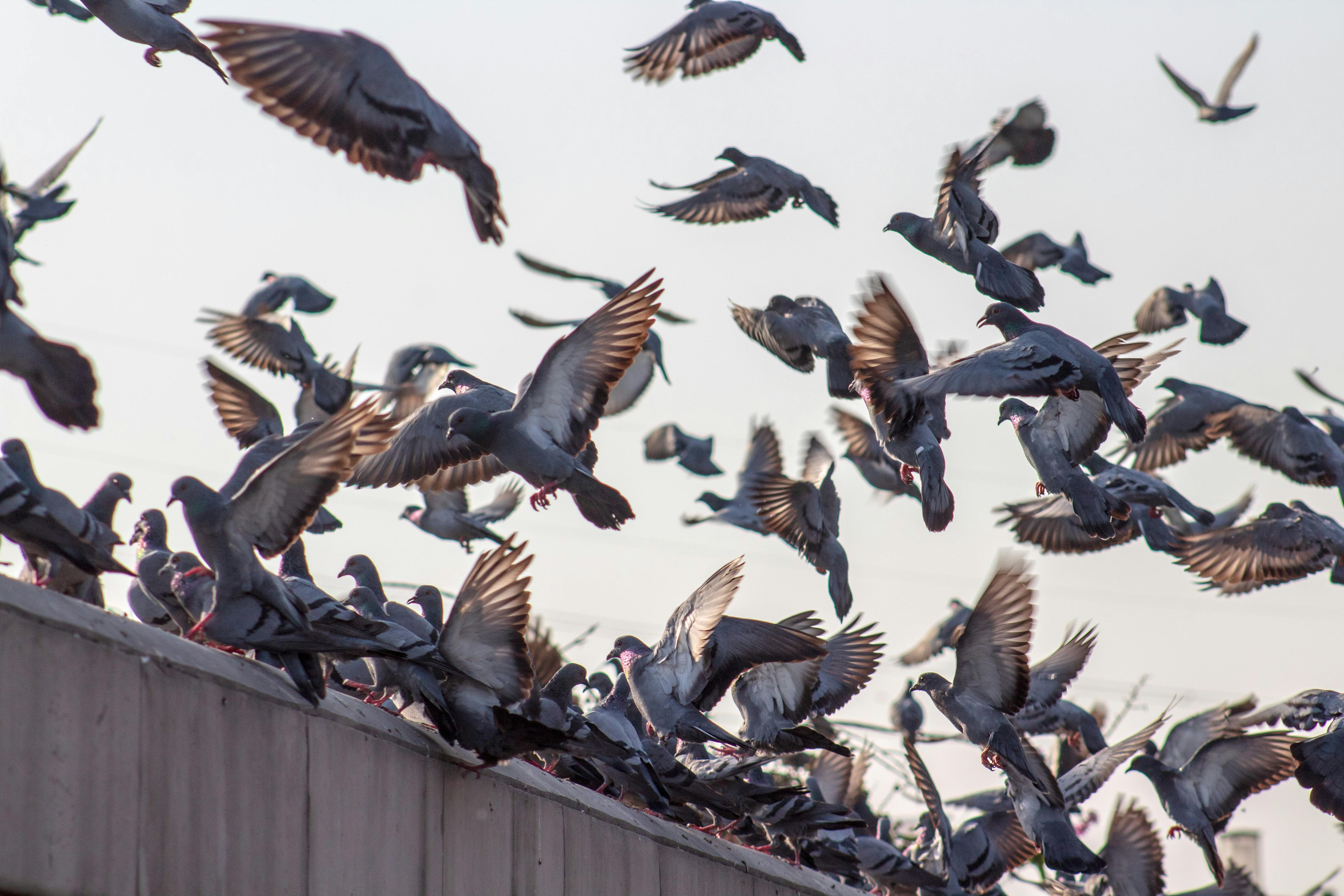 Pigeon Stopping Spikes on the ledge of windows to prevent and protect