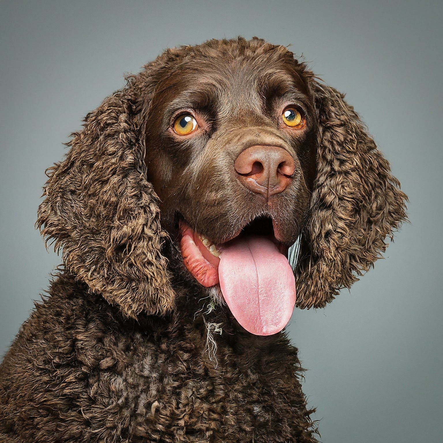 BUDDYUNO, American Water Spaniel