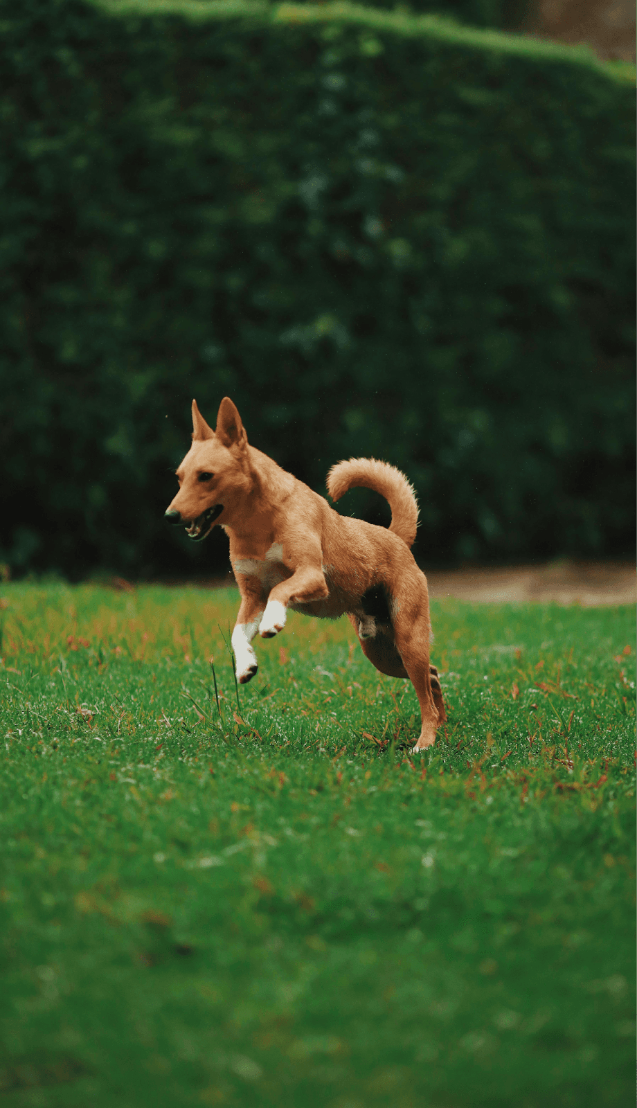 Light brown dog running on grass with its dog tail curled up over its back.