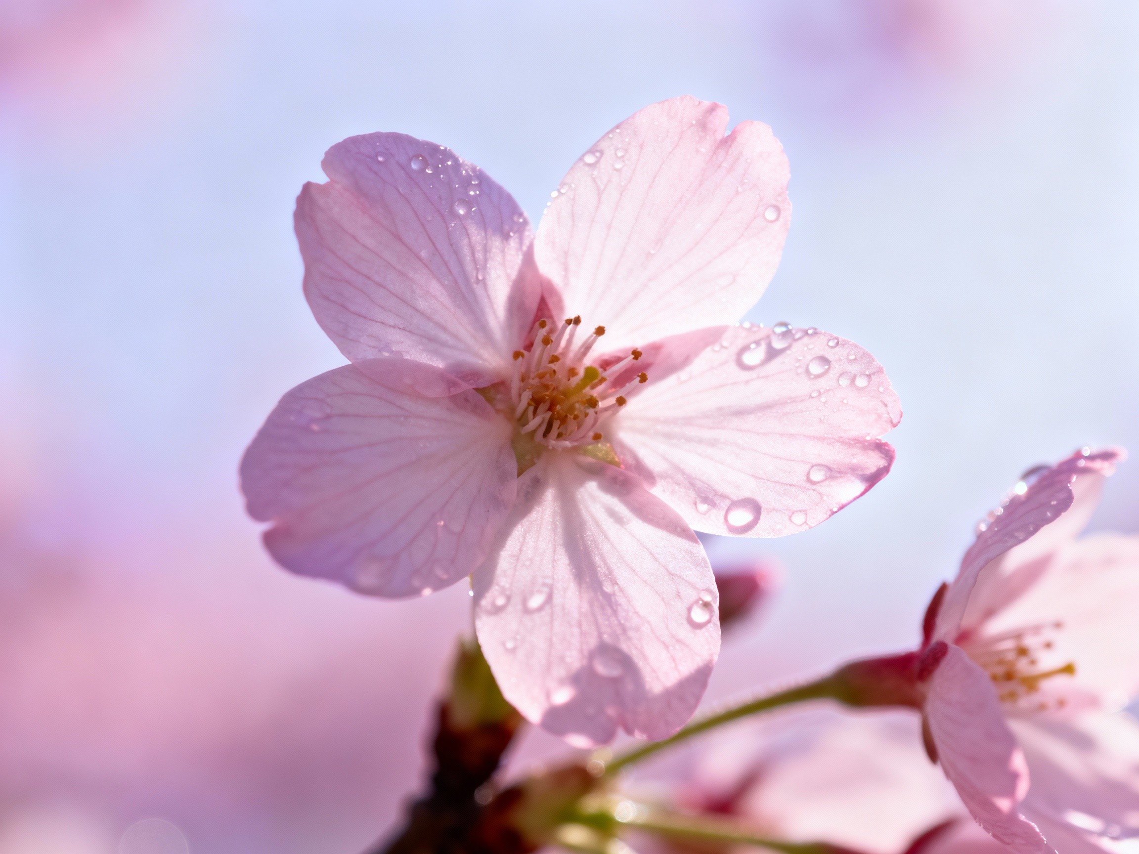 flower-wallpaper_1