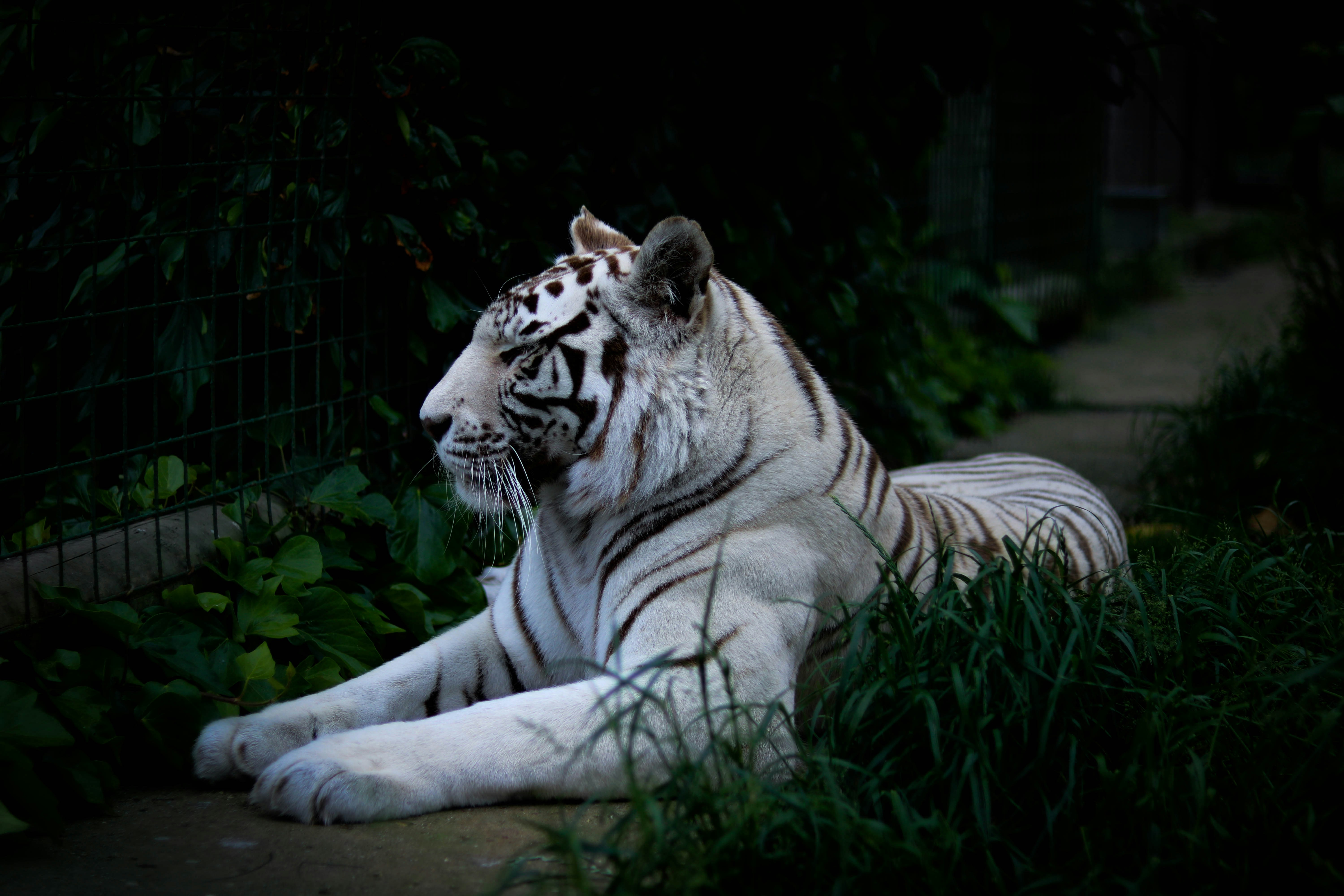 white tiger