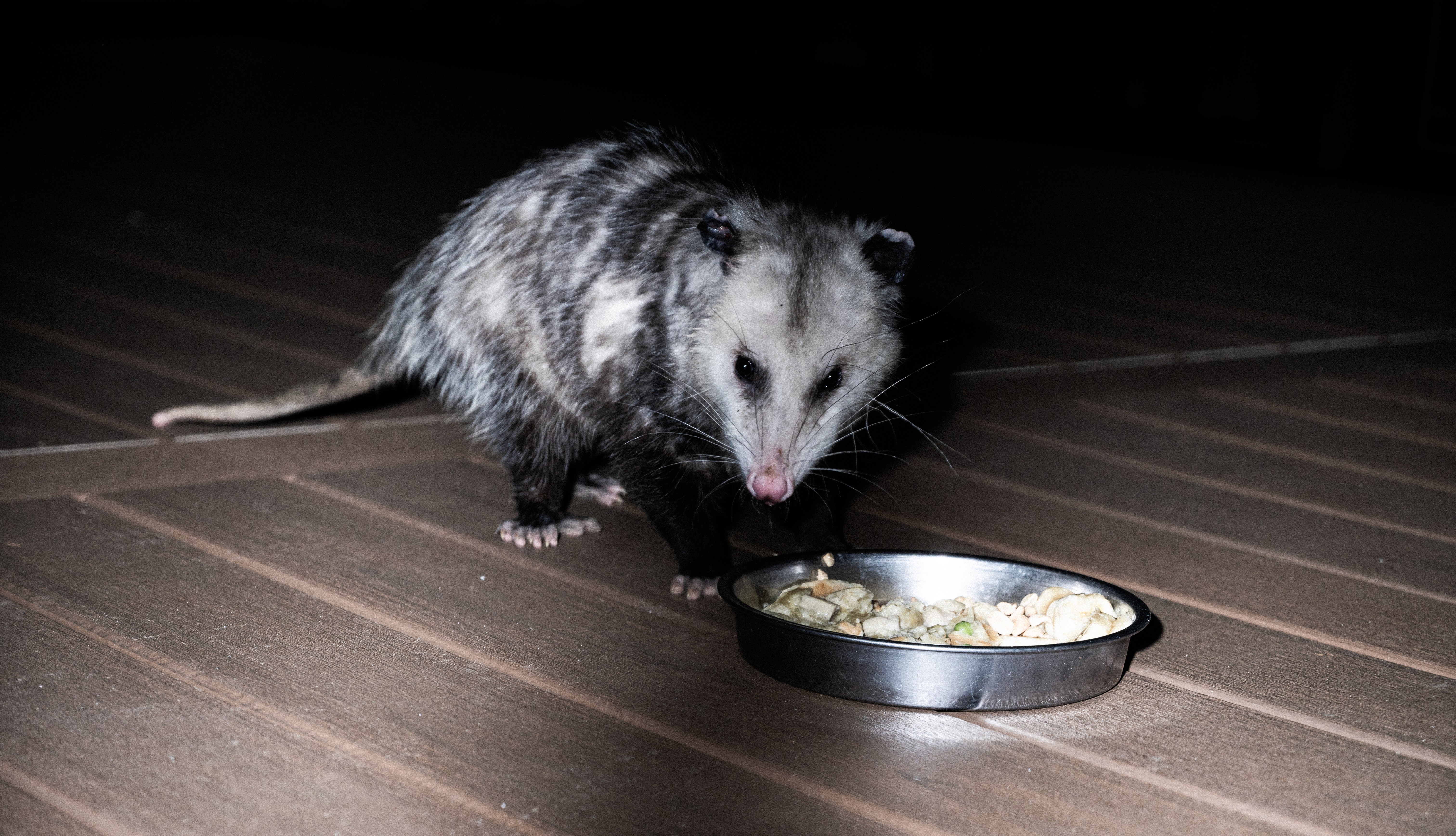 ICE CREAM SHOP. FALL 2024. NIKON Z6. SAN JOSE, CA.