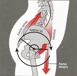 Anterior Pelvic Tilt ...
