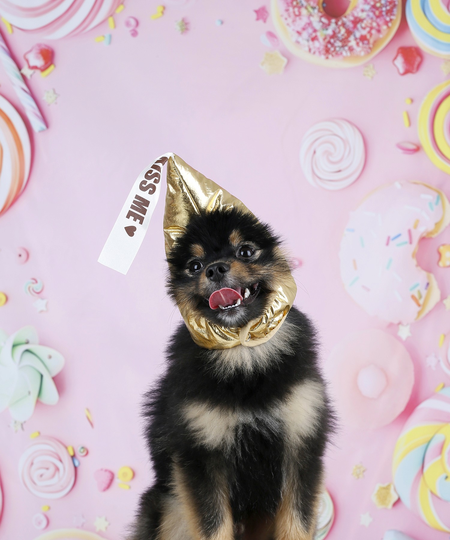 성남 강아지 컨셉사진 촬영 후기 | 로그스튜디오의 '달콤하개' 촬영이야기