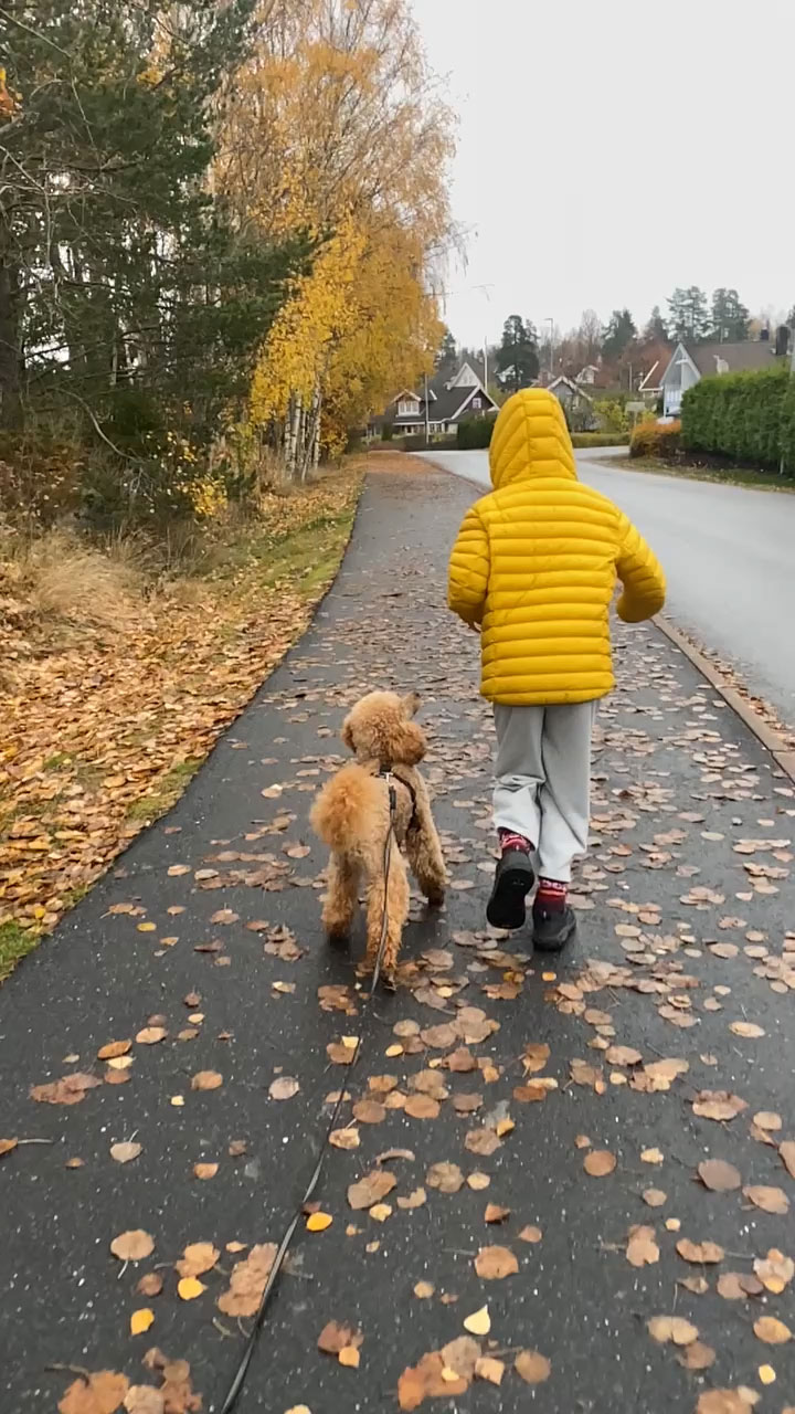 Puddel som går pent ved siden av person