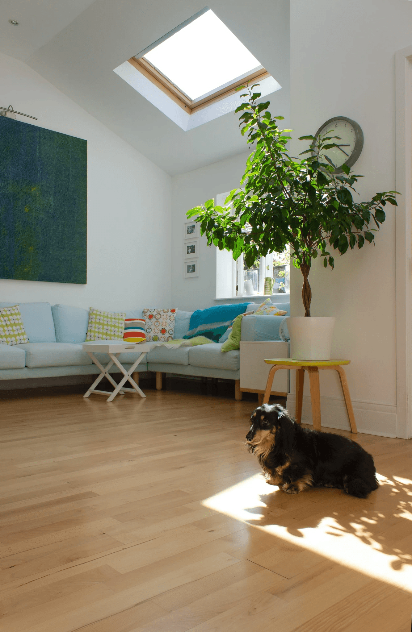 A small dog relaxing on light wood-look hybrid flooring in a bright, modern living room, showcasing LUXO Floors’ durable, scratch-resistant, and pet-friendly hybrid floors designed for Australian homes.