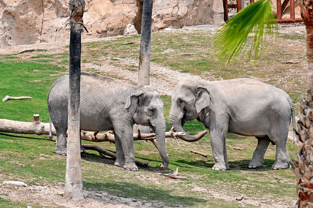 A fluffy gray rabbit rests on a floral chair.
