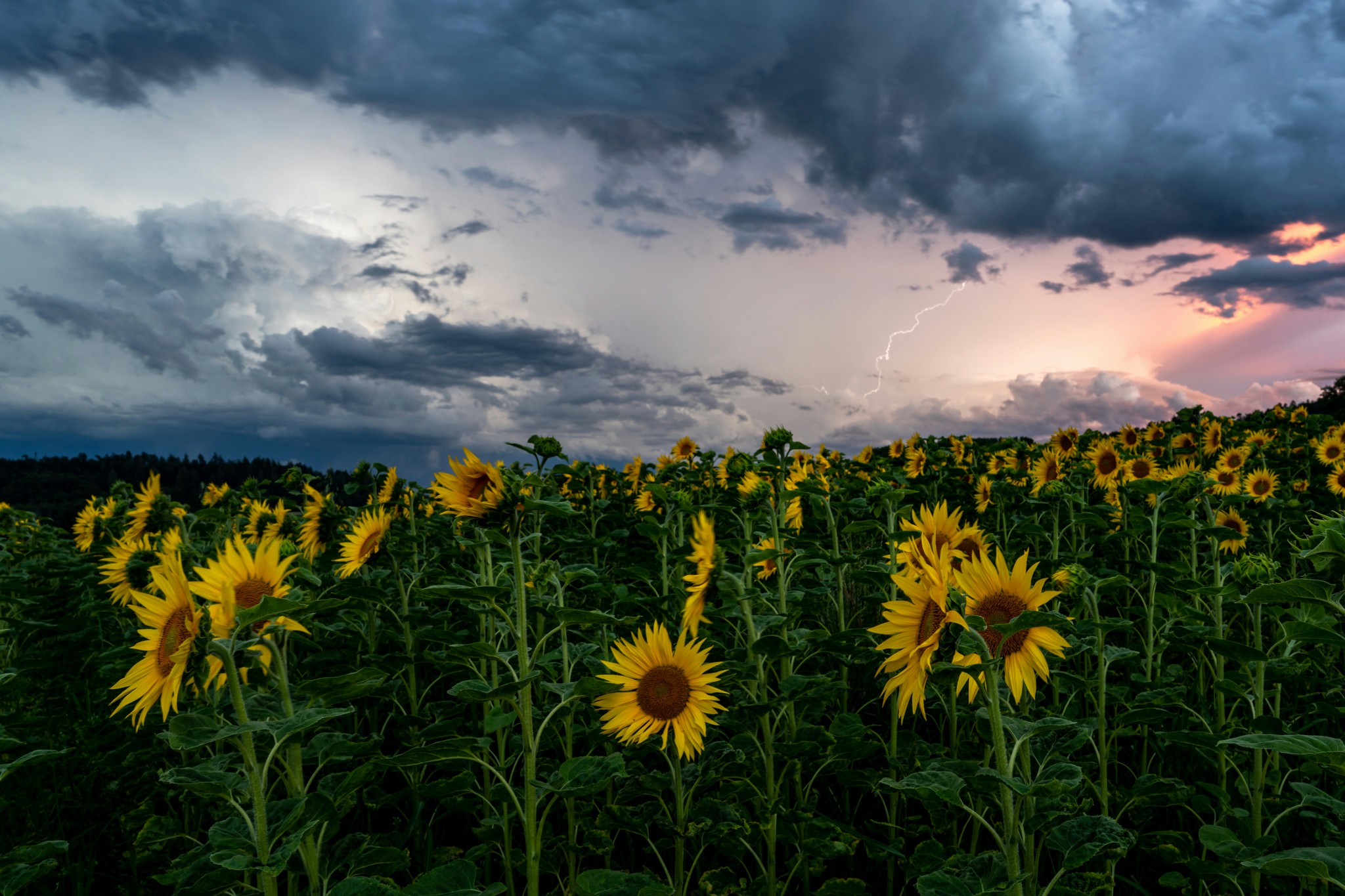Field of sunflowers under stormy, colorful sky