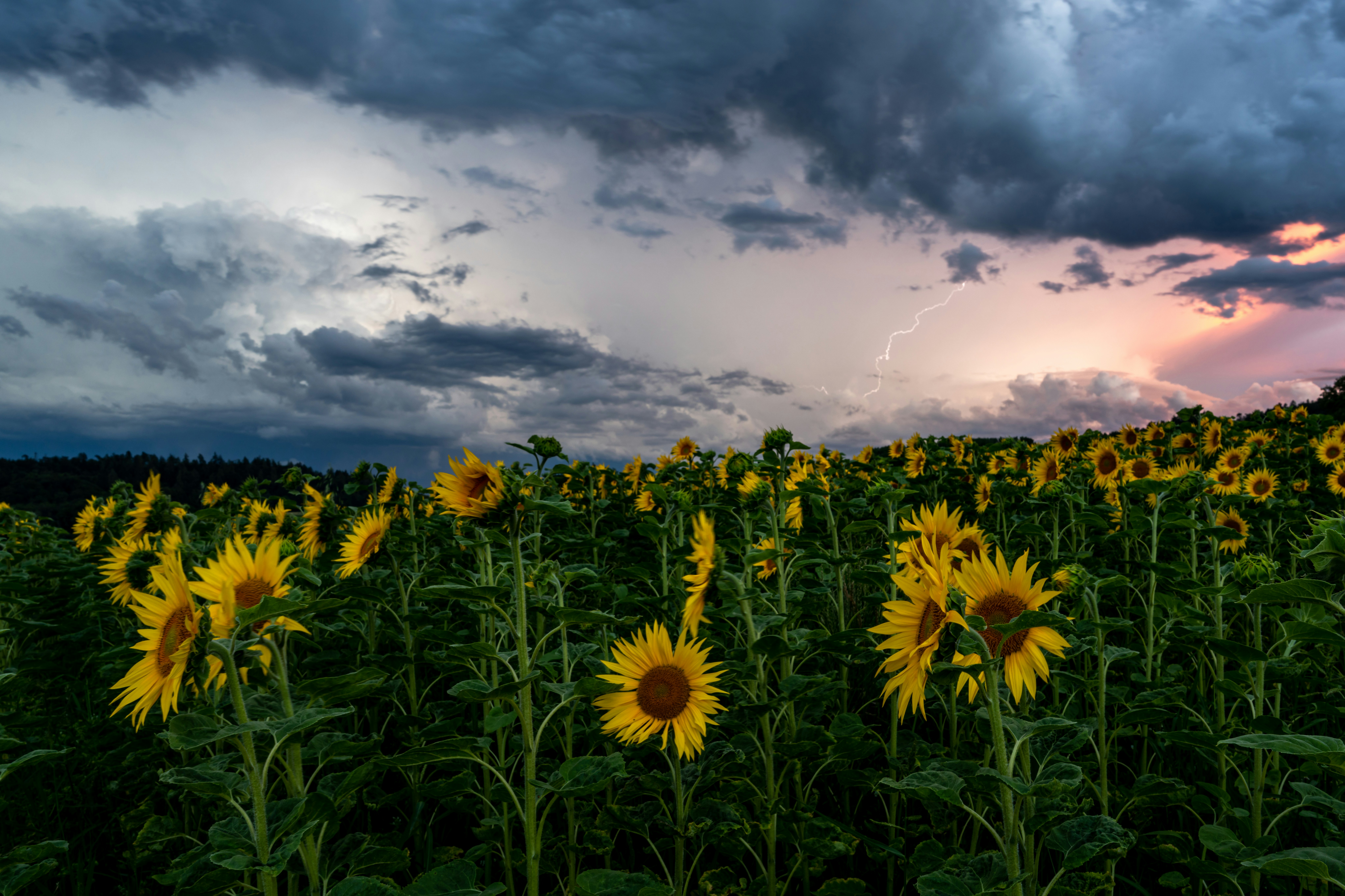 Field of sunflowers under stormy, colorful sky