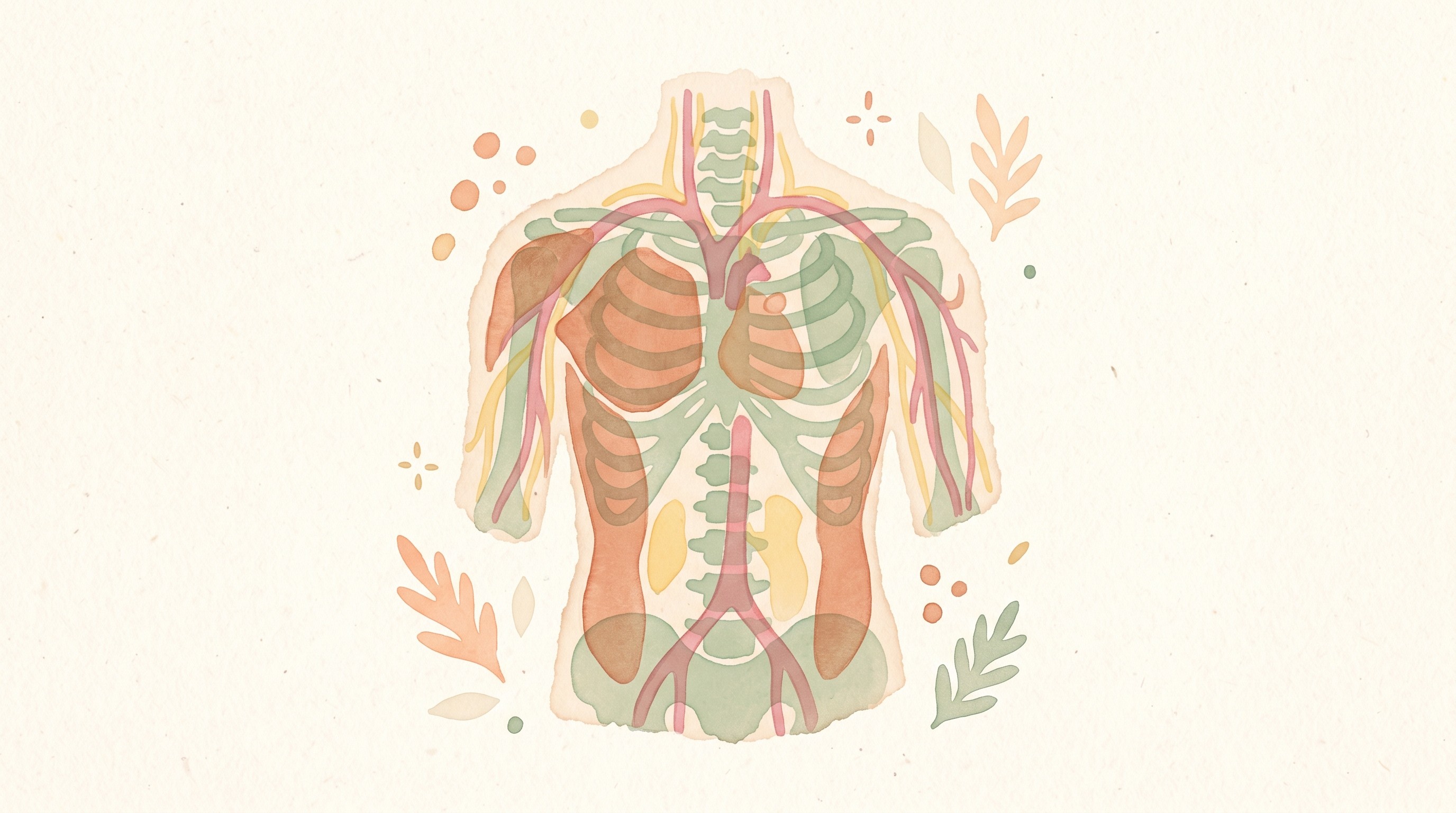 Colour-coded anatomy systems in a torso outline