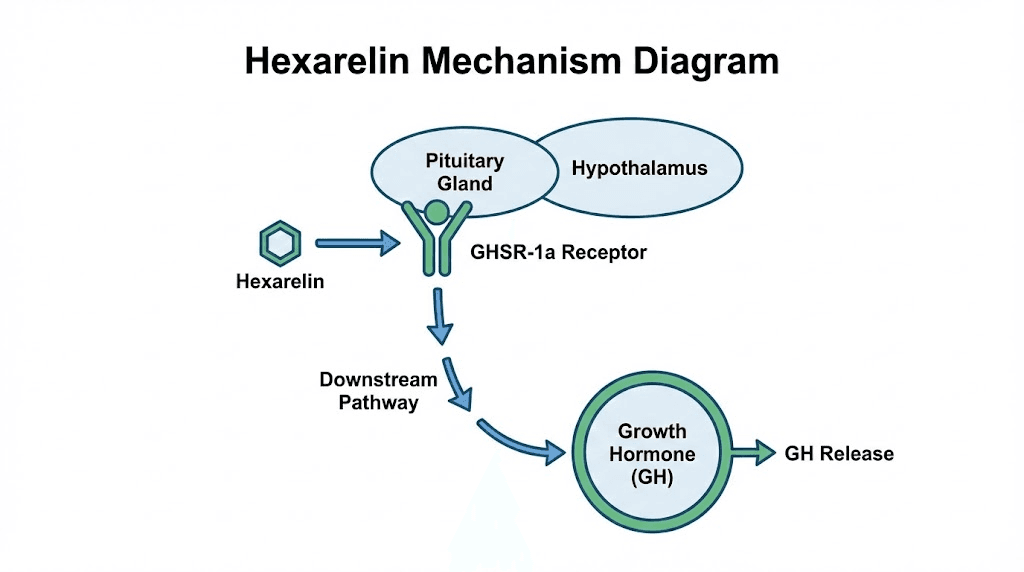 Hexarelin peptide mechanism of action diagram showing growth hormone release