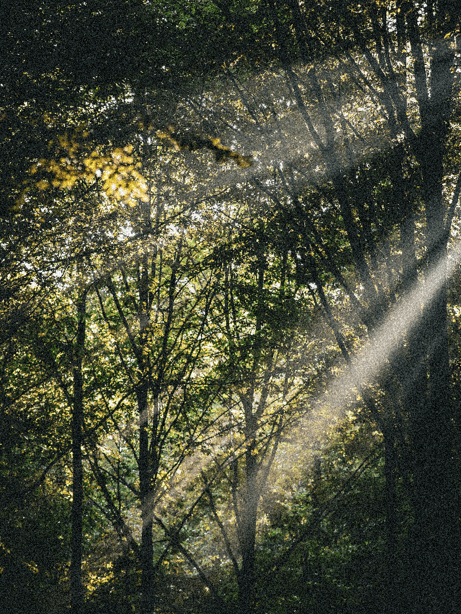 Las, smuga światła wpada z prawego roku