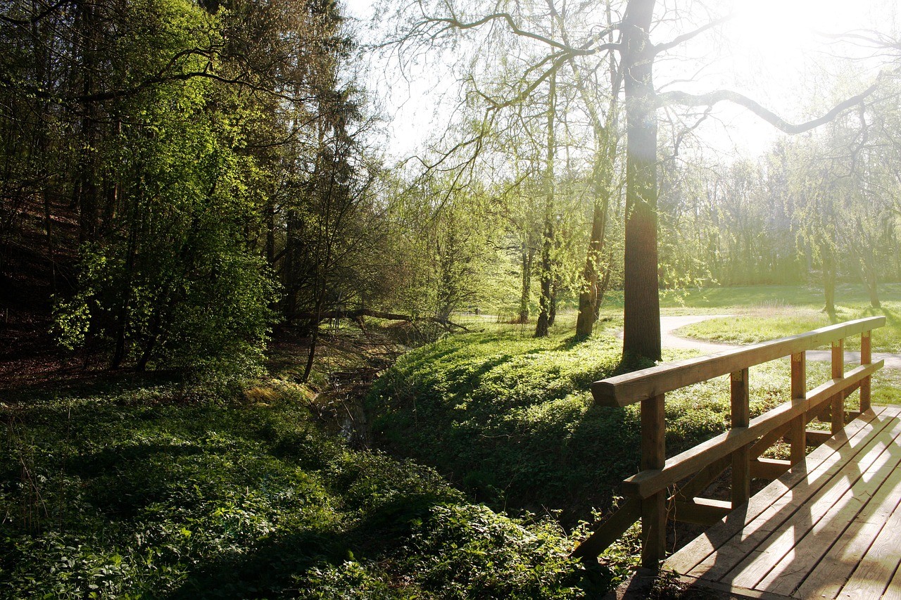 baumpflege Schweinfurt 