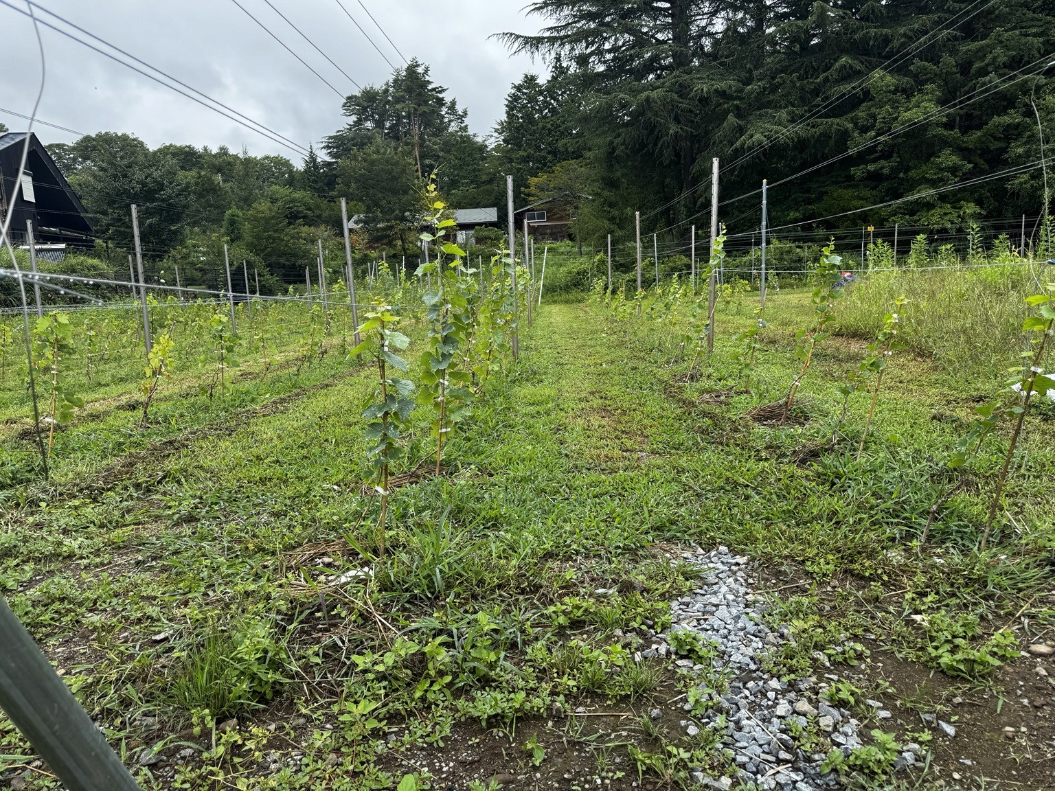 草を刈った畝間と、足元の砕石。排水にも目を配ります。