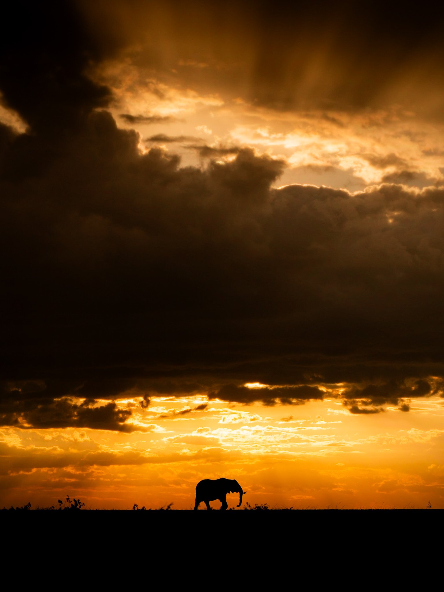 Maasai Mara wildlife — hero