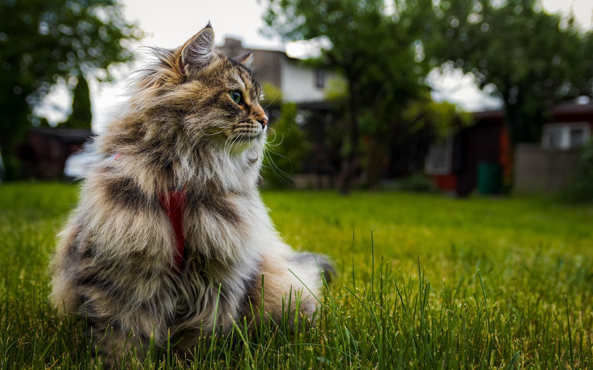 A Siberian cat is looking at the right and lying down on the green grass.
