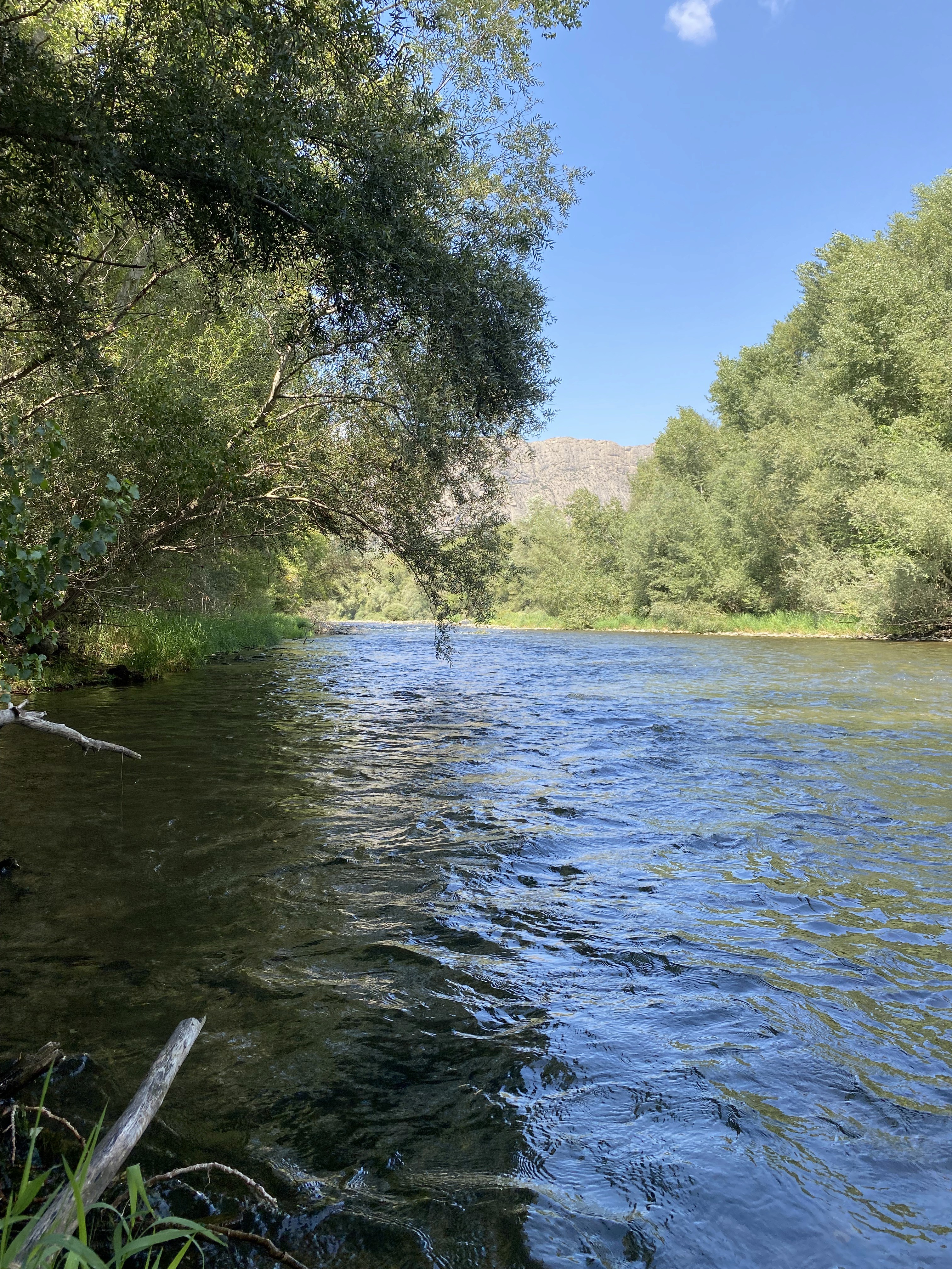 Nymph fly fishing Barcelona: A rod in action as an angler hooks a wild trout in a crystal-clear Catalonian stream.