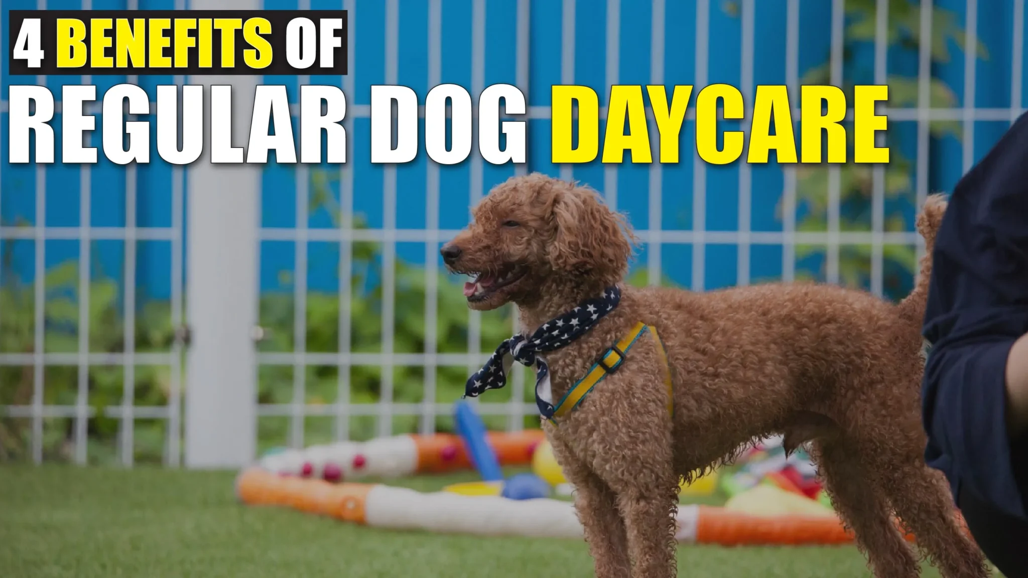 4 Benefits of Regular Dog Daycare: A Comprehensive Guide
