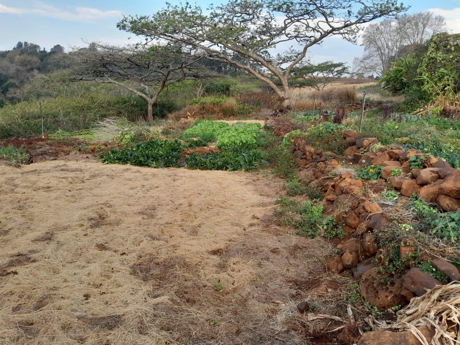 Chisomo Bean from Merrivale, KZN