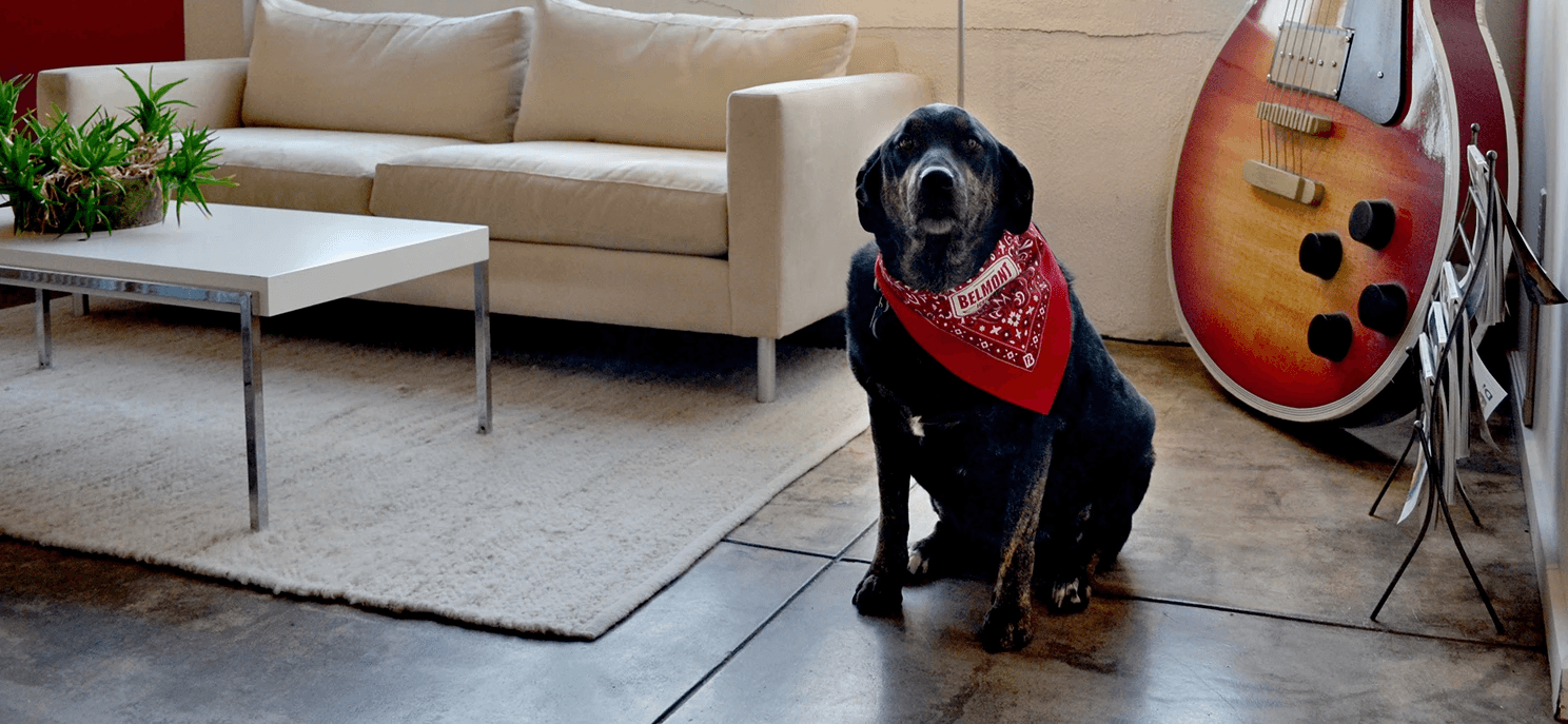 belmont icehouse office dog