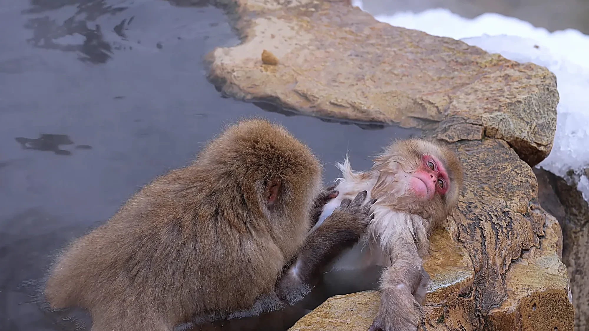 An overhead view of the whole Jigokudani hot-spring pool filled with around twenty snow monkeys, snowy cliffs behind.