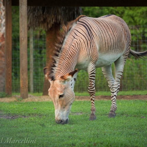 一隻擁有條紋腿和淡褐色身體的斑馬和驢的雜交種（稱為 zonkey）正在圍欄內的草地上吃草。