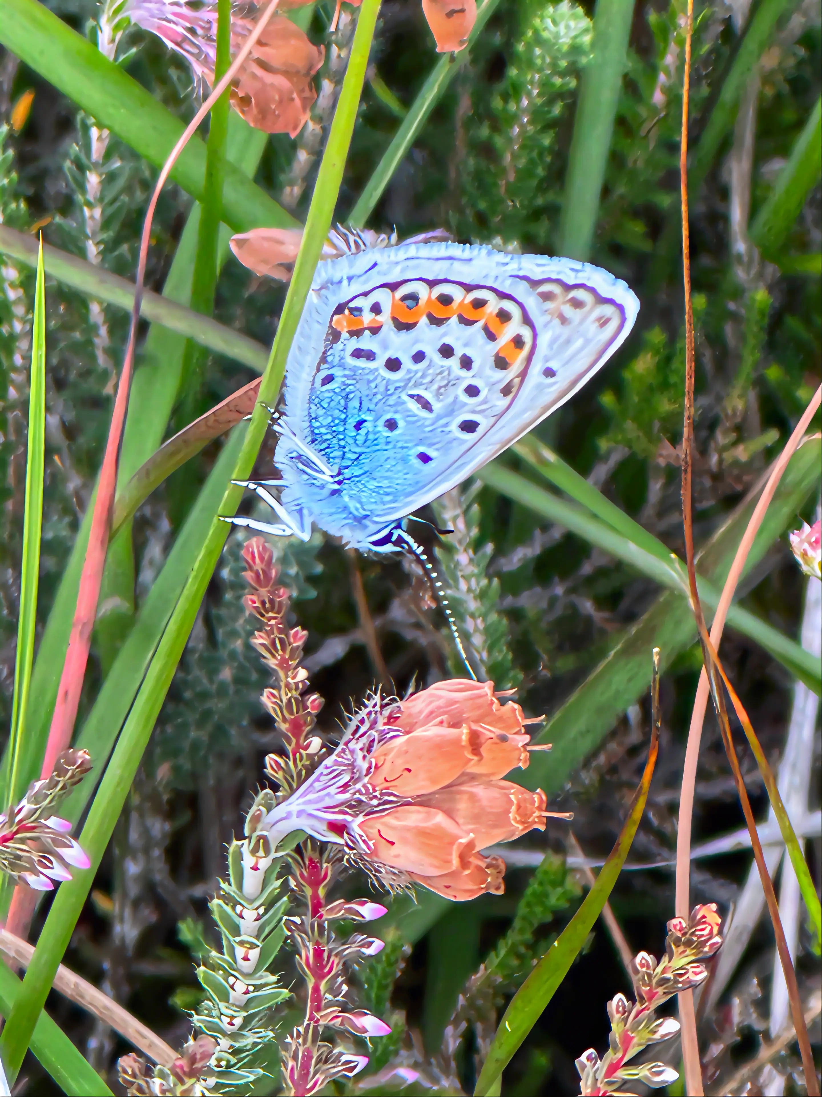 Zeldzaam gentiaanblauwtje op bloeiende heide.