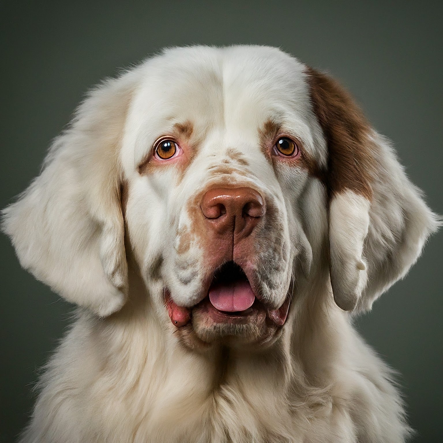 BUDDYUNO, Clumber Spaniel