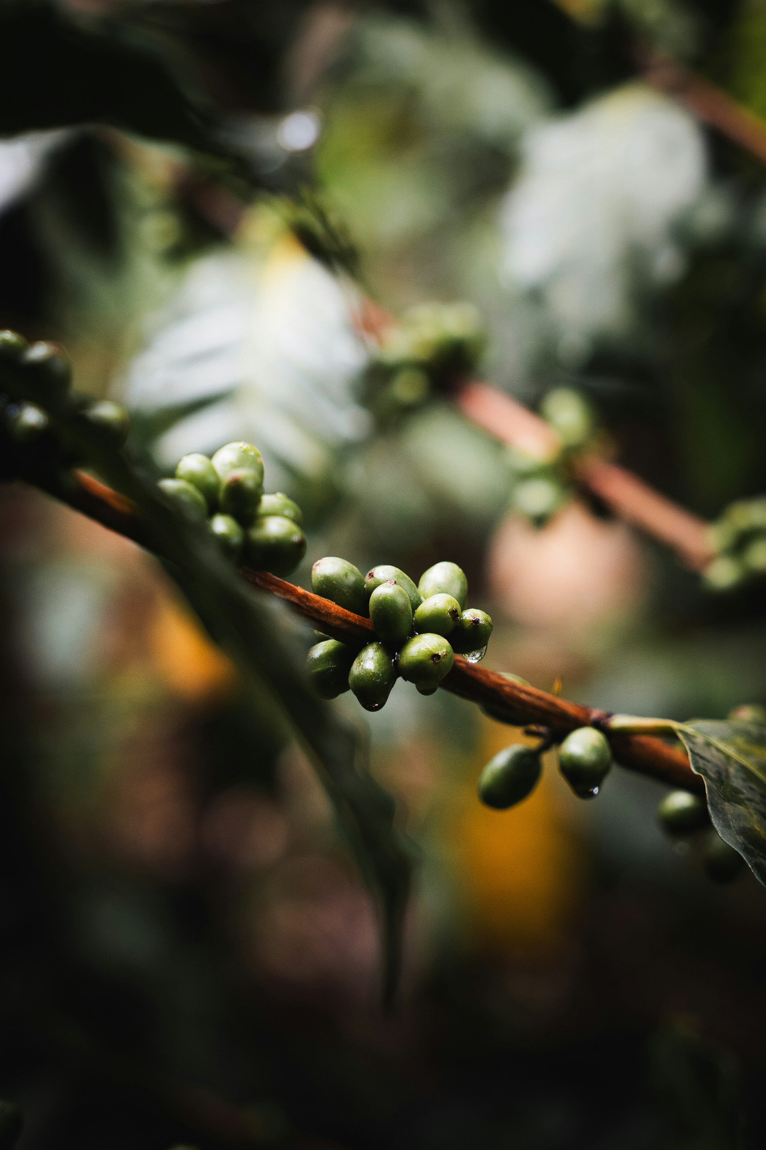 Green coffee beans growing on a branch.