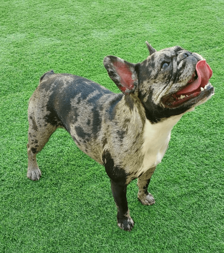 google review for dog boarding in dubai at DDH