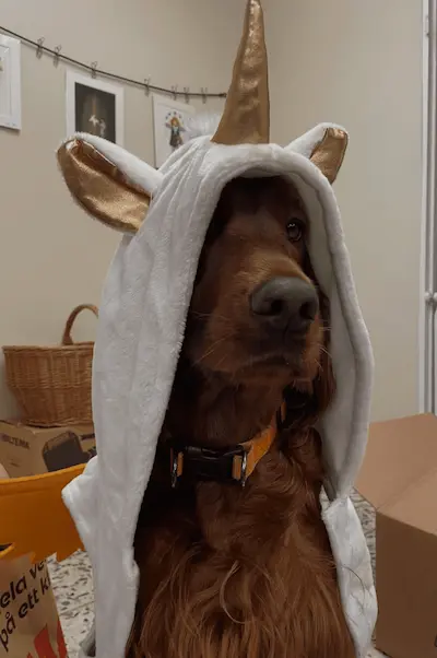 Hund med begagnat tillbehör i secondhandbutiken Tassa och Trava