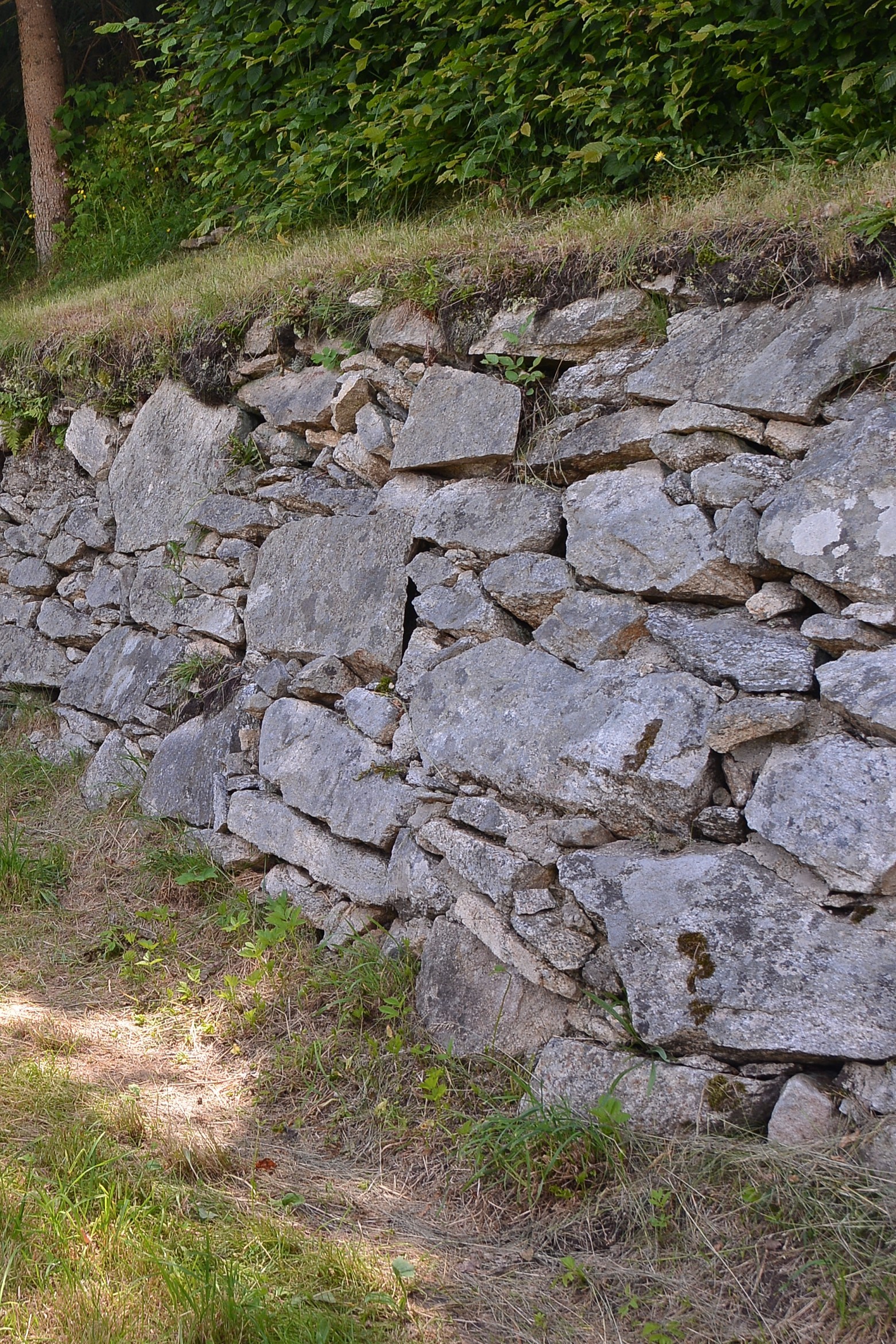 Bepflanzung Trockenmauer Aster