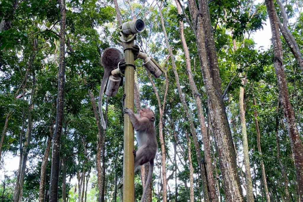 Monkeys climbing a camera pole, Ubud monkey forest