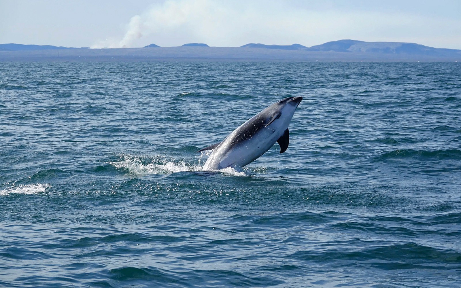 Porpoise leaping from the water during Reykjavik Whale Watching Tour.