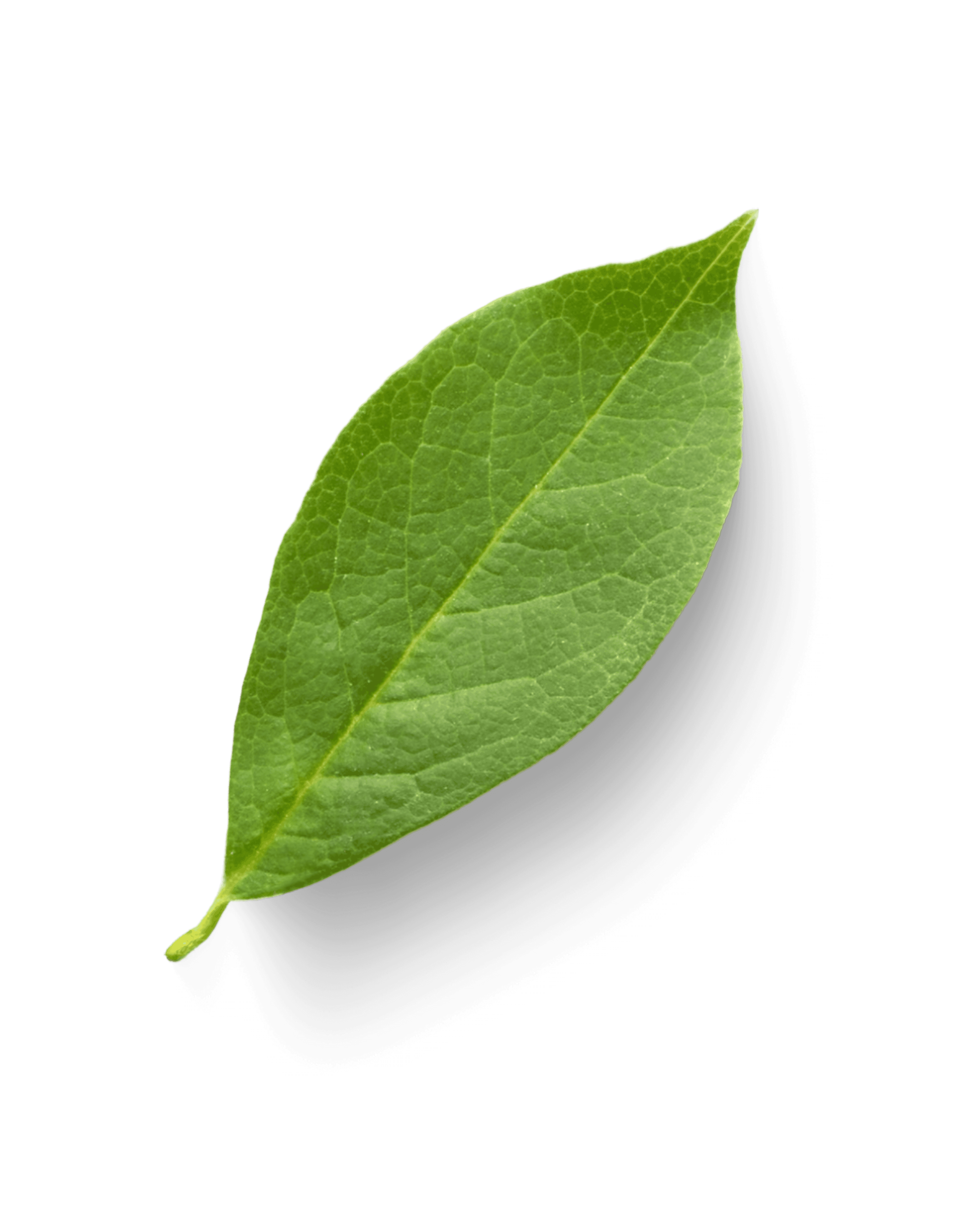 Leaf Image