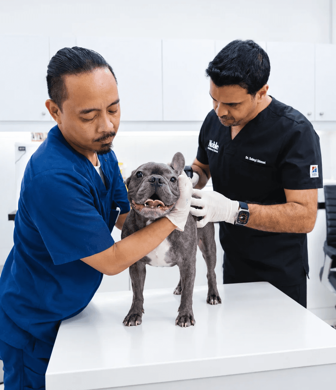 Two veterinarians are giving a dog a complete checkup inside the vet clinic.