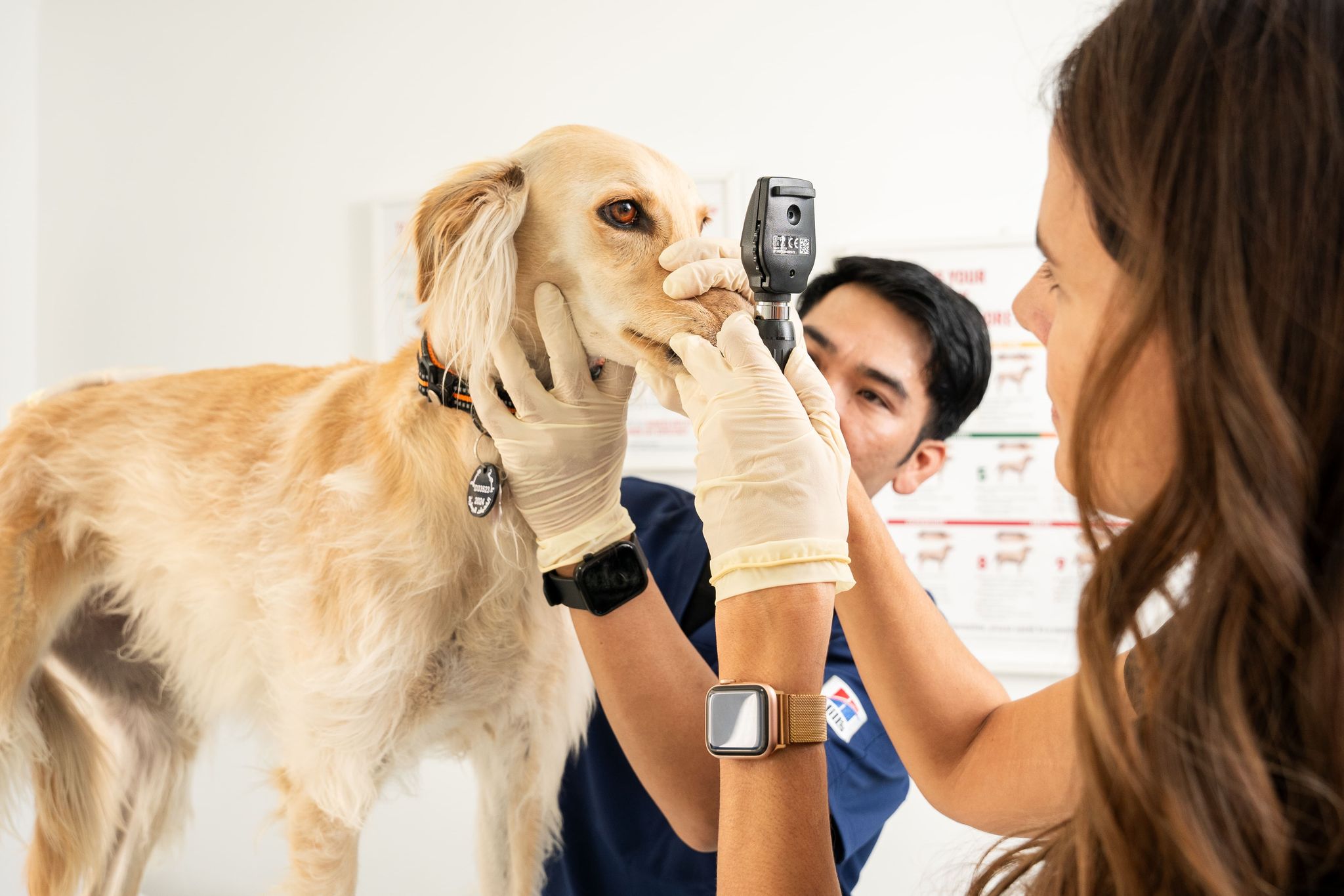 A veterinarian is using a tool to examine a dog's eyes for entropion. Another vet is holding the dog gently.