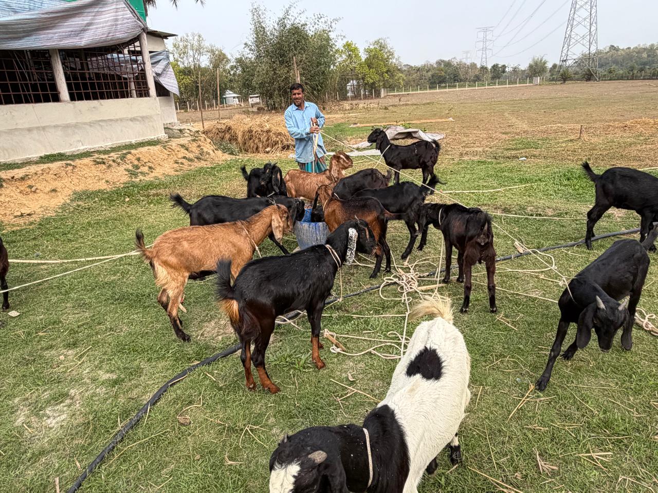 white and brown rooster on green grass field during daytime