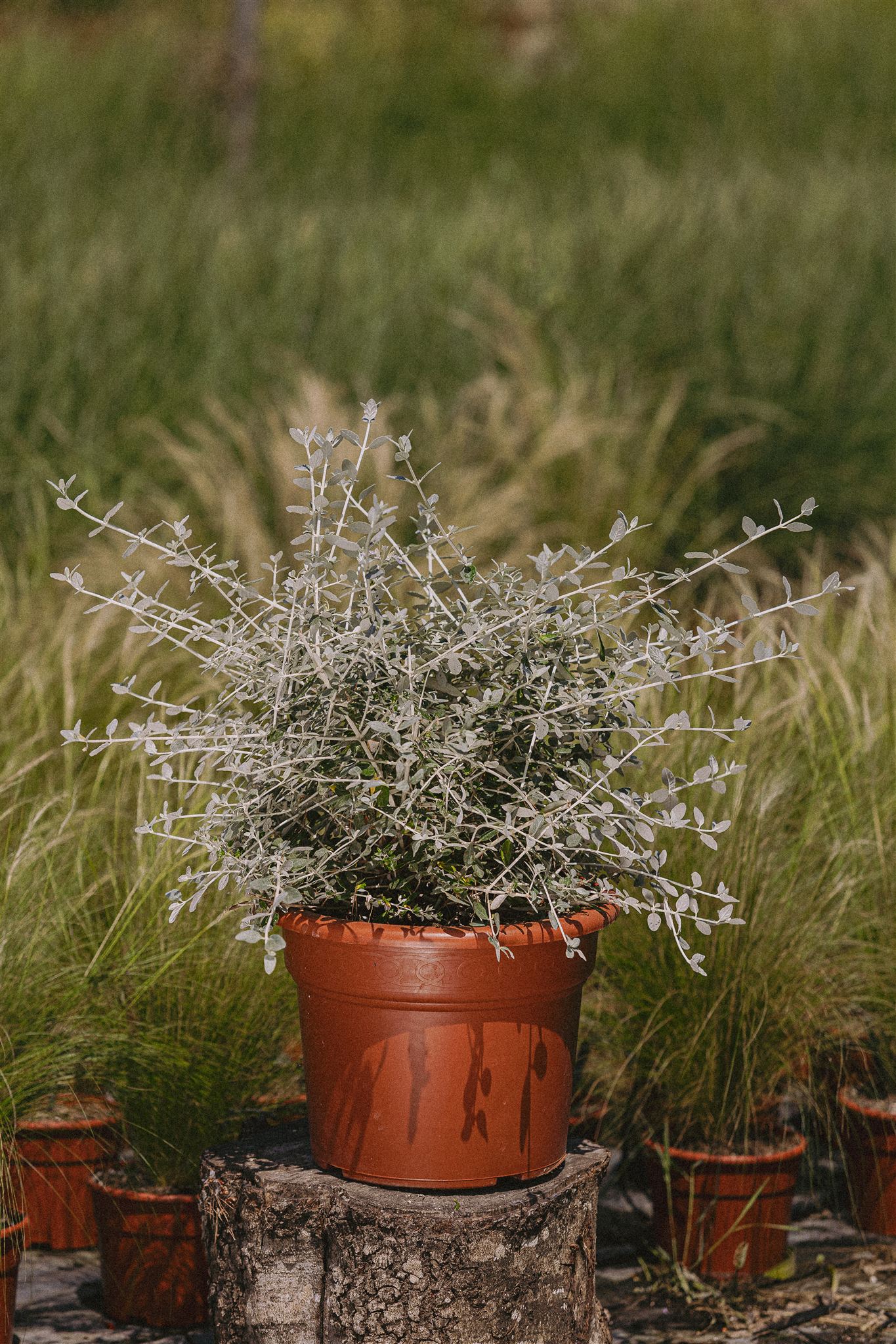 Tomillo Eiviss Garden