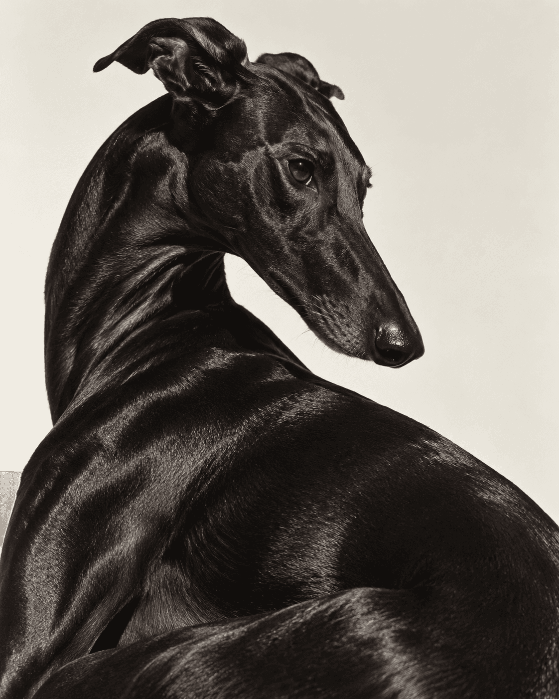 Black greyhound looking back over its shoulder