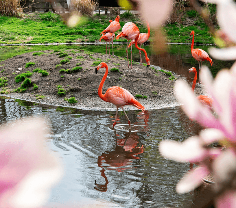 Flamingos at Bronx Zoo.