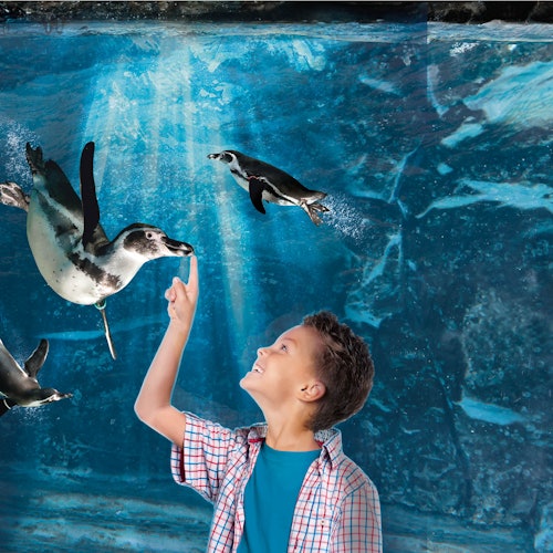 Un ragazzo con una camicia a quadri sorride e indica i pinguini che nuotano sott'acqua in un'esposizione blu dell'acquario.