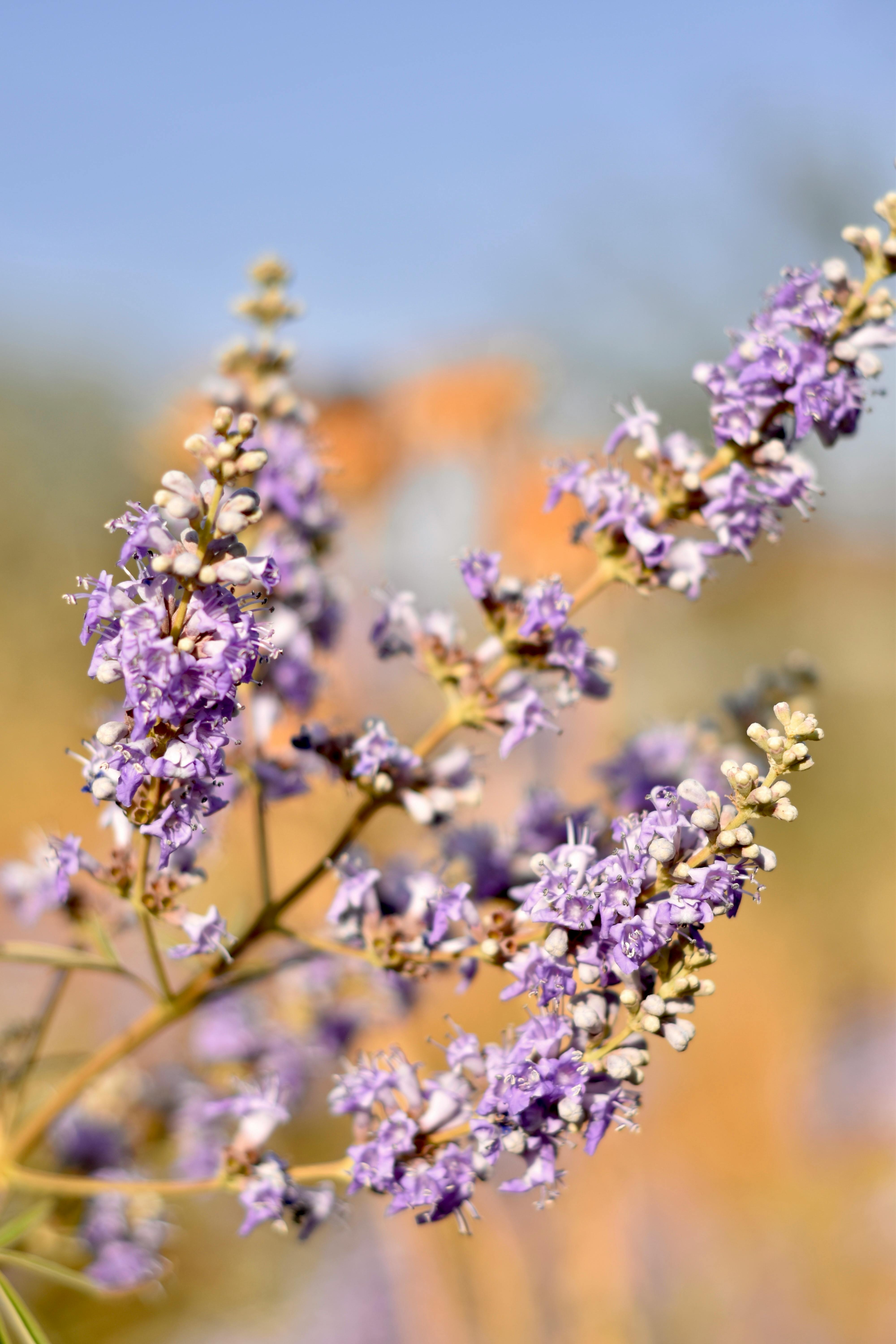 spearmint.png__PID:e692be96-1aca-43ed-b63d-7a8be710345b
