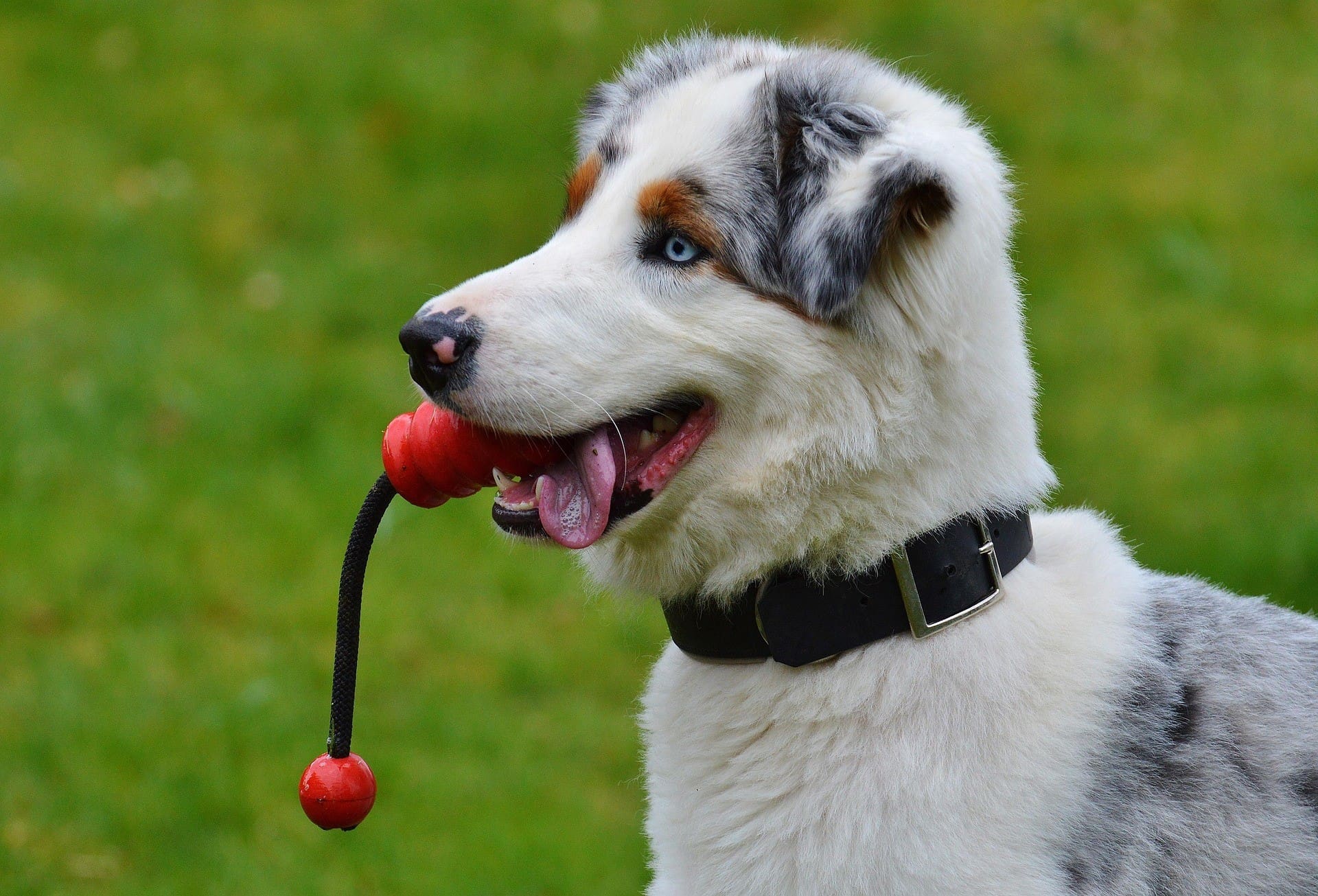 A dog is holding a red toy and standing on the green grass.