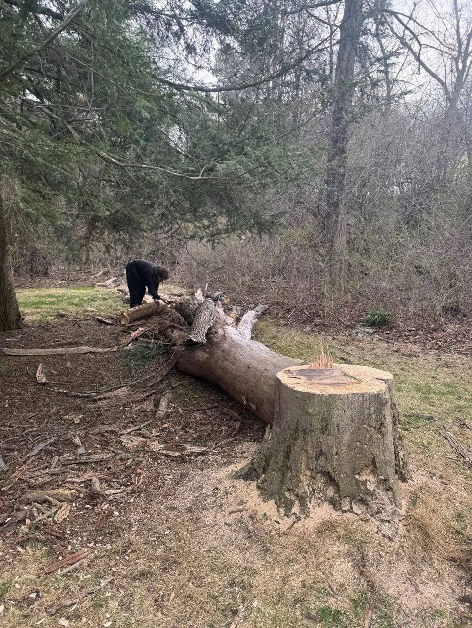 Arborist uses a chainsaw to cut a tree.